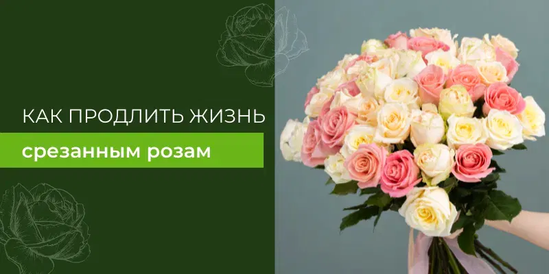 Как продлить жизнь срезанным розам?