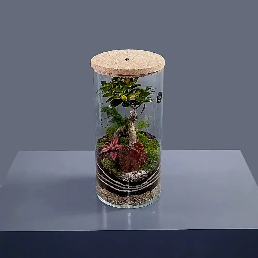 Флорариум Аполлион М