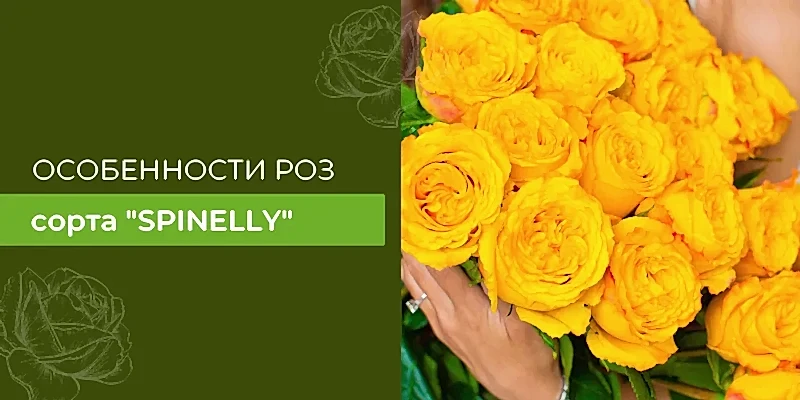 Особенности роз сорта Spinelly