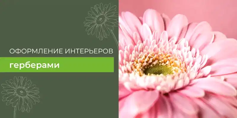 Оформление интерьеров герберами