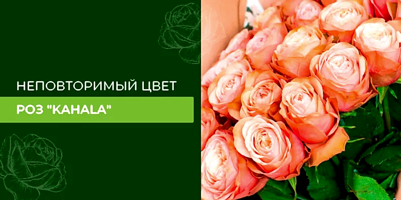 Неповторимый цвет роз Kahala