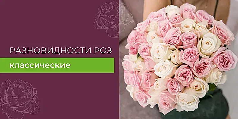 Разновидности роз: классические