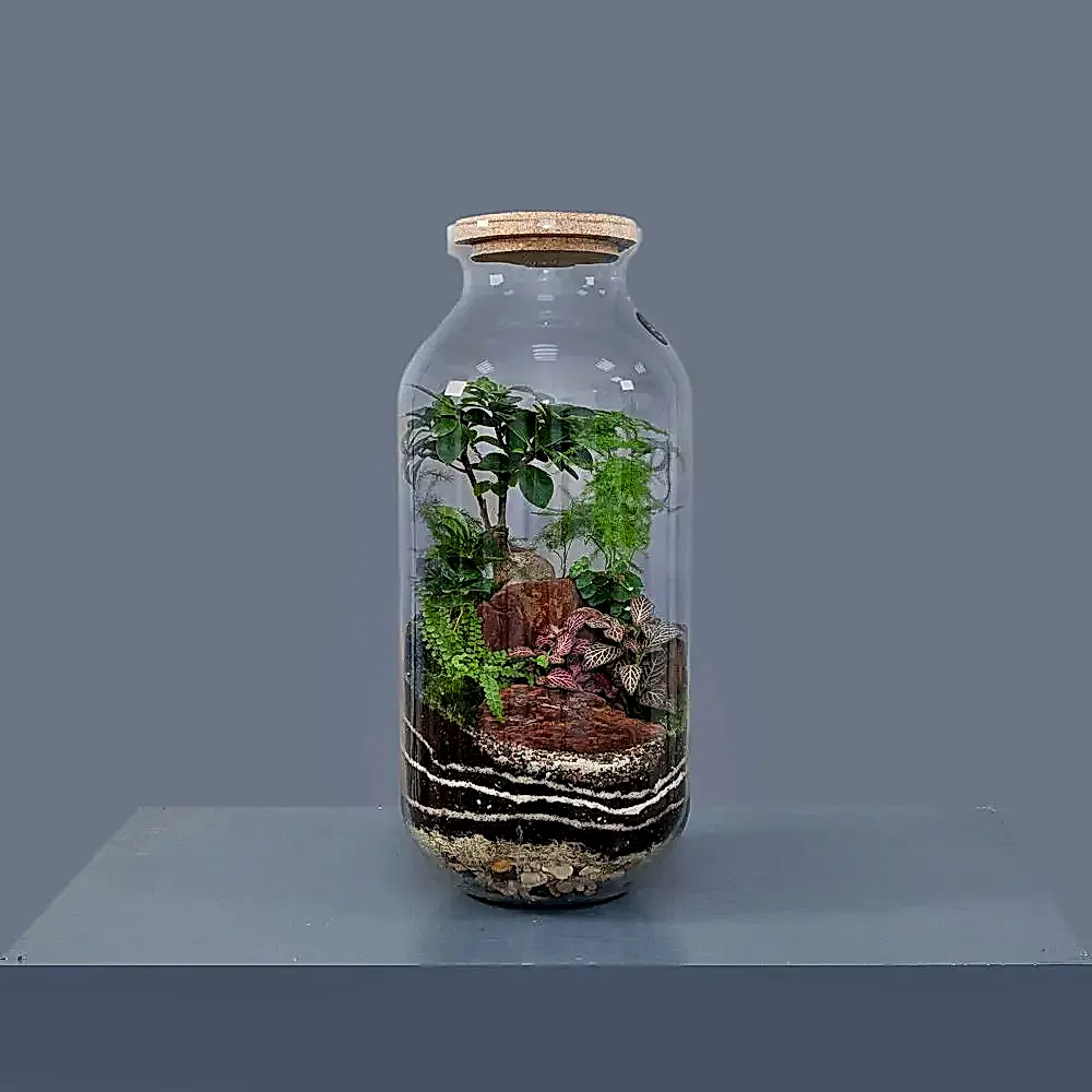 Флорариум Аполлион Люкс 