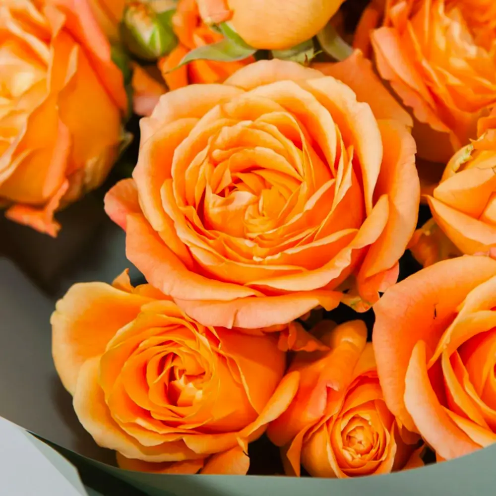 монобукет 9 кустовых роз "apricot lace"  в упаковке 
