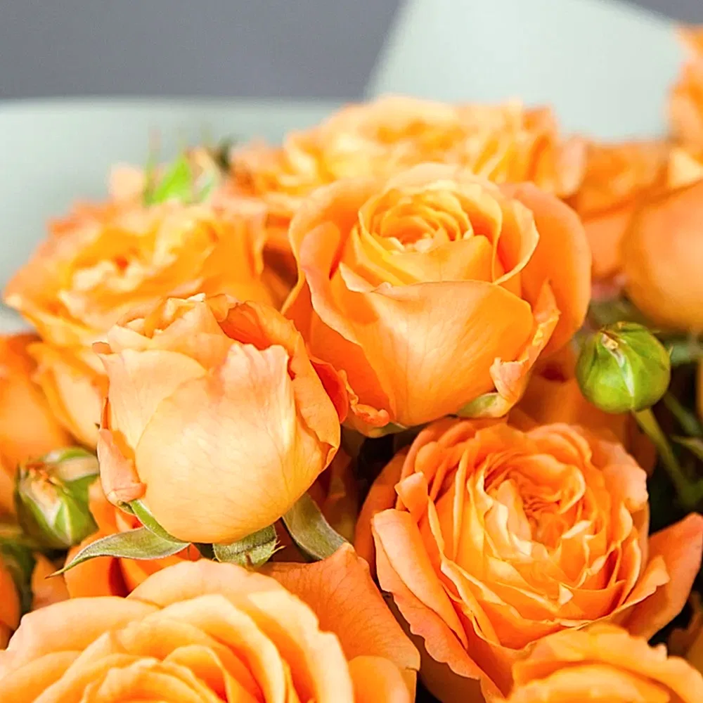 монобукет 9 кустовых роз "apricot lace"  в упаковке 