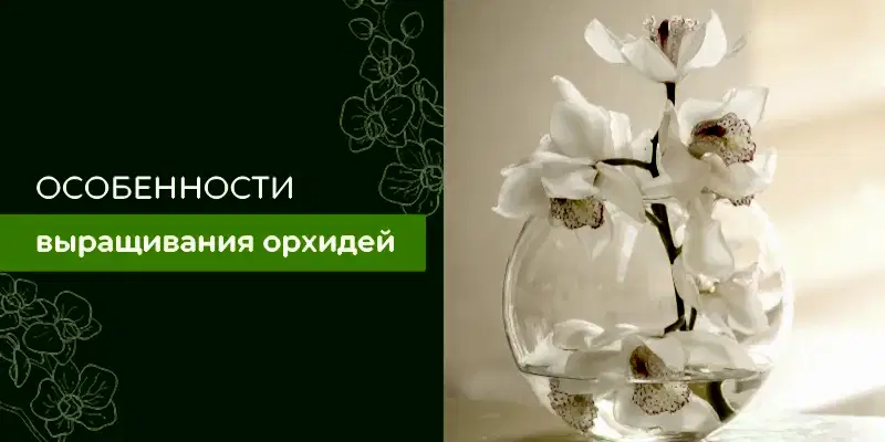 Особенности выращивания орхидей