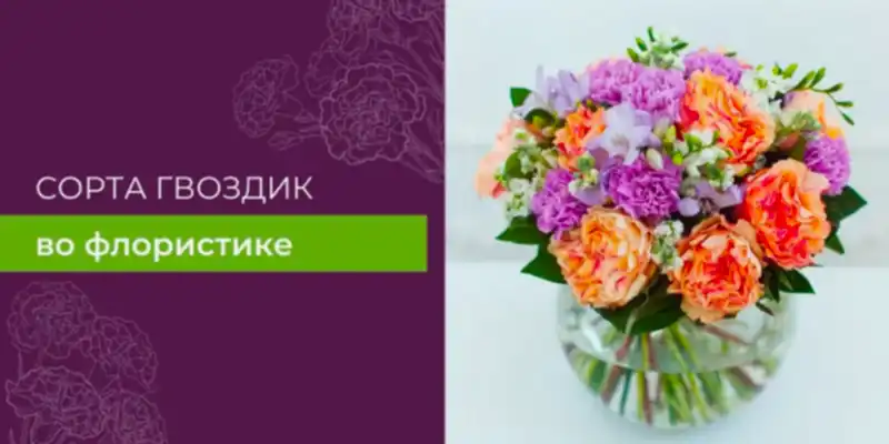Какие сорта гвоздик используются во флористике?